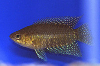 Microctenopoma congicum, Congo ctenopoma: aquarium