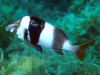 Cheilodactylus nigripes, Magpie perch: fisheries