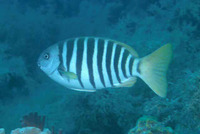 Girella zebra, Zebra fish: fisheries