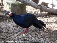 Edward's Pheasant Lophura edwardsi