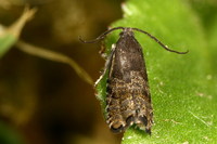 Cydia strobilella - Spruce Seed Moth