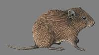 Image of: Aconaemys fuscus (Chilean rock rat)