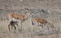 Image of: Gazella subgutturosa (goitered gazelle)