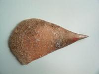 Pinna nobilis - Pen Shell