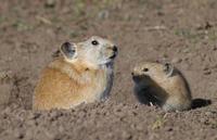 Image of: Ochotona curzoniae (black-lipped pika)