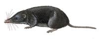 Image of: Paracrocidura schoutedeni (Schouteden's shrew)