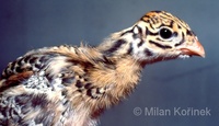 Acryllium vulturinum - Vulturine Guineafowl