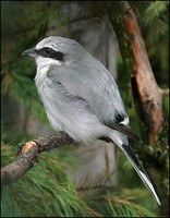 Lanius excubitor - Great Grey Shrike