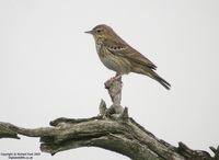 Anthus trivialis - Tree Pipit