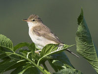 Acrocephalus palustris - Marsh Warbler