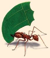 Image of: Atta sexdens (leaf cutter ant)