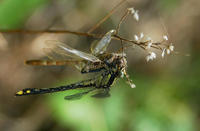 Image of: Dromogomphus spinosus
