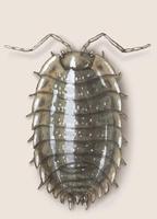 Image of: Oniscus asellus