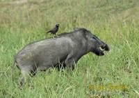 Sus scrofa - Central European Wild Pig