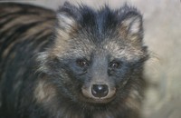 Nyctereutes procyonoides - Raccoon Dog