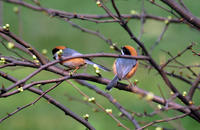 Image of: Aegithalos concinnus (black-throated tit)