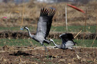 Image of: Grus grus (common crane)