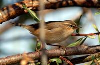 Image of: Phylloscopus fuscatus (dusky warbler)