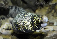 Echidna nebulosa - Bosch' Moray Eel