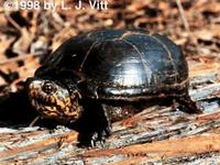 Image of: Kinosternon subrubrum (common mud turtle)