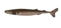 Image of: Isistius brasiliensis (cookie-cutter shark)
