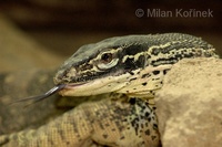 Varanus panoptes horni - Horn's Monitor