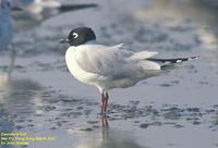 Saunders's Gull - Larus saundersi