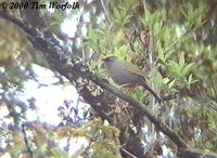 Elliot's Laughingthrush - Garrulax elliotii