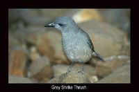 Grey Shrike-thrush