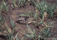 Black-winged Lapwing - Vanellus melanopterus