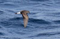 Wedge-rumped Storm-Petrel (Oceanodroma tethys) photo