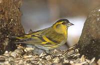 Eurasian Siskin (Carduelis spinus) photo