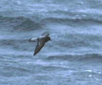 Gray-backed Storm-Petrel (Garrodia nereis) photo