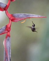 Purple-throated Woodstar (Philodice mitchellii) photo