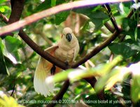 Salmon-crested Cockatoo - Cacatua moluccensis