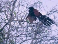 Madagascar Coucal - Centropus toulou