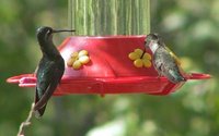 Magnificent Hummingbird - Eugenes fulgens