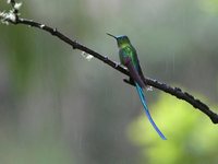 Long-tailed Sylph - Aglaiocercus kingi