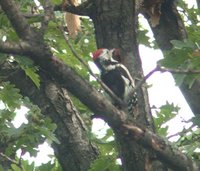 Middle Spotted Woodpecker - Dendrocopos medius