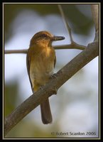 Bright-rumped Attila - Attila spadiceus