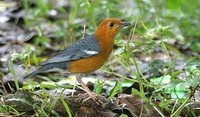 Orange-headed Thrush - Zoothera citrina