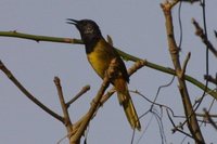 Oriole Warbler - Hypergerus atriceps