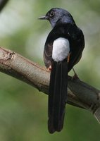 White-rumped Shama - Copsychus malabaricus