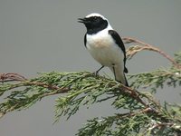 Black-eared Wheatear - Oenanthe hispanica