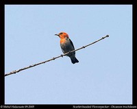 Scarlet-headed Flowerpecker - Dicaeum trochileum