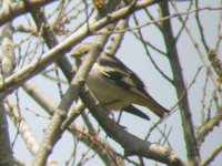 Daurian Starling - Sturnia sturnina