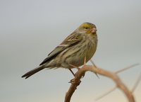 Island Canary - Serinus canaria