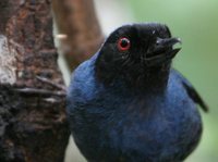 Masked Flowerpiercer - Diglossopis cyanea