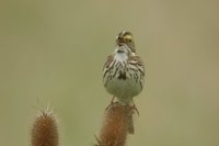 Savannah Sparrow - Passerculus sandwichensis