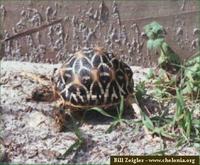 Star Tortoise, Geochelone elegans